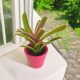 Nidularium 'Fire Ball' Bromelia v 0,5 l posodi