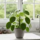  Sadika Pilea Peperomioides v posodi do 0,5 l