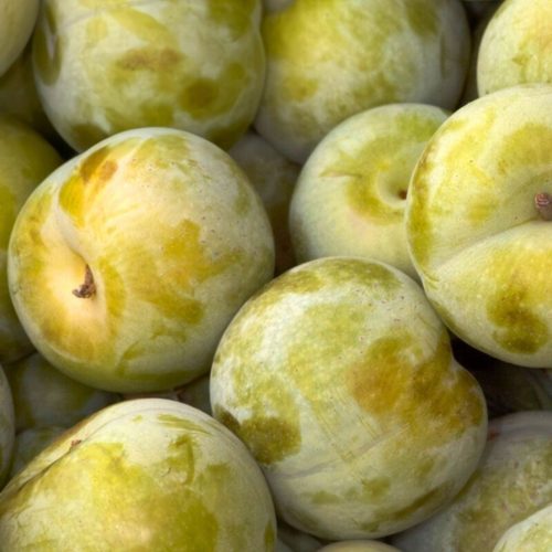 Sliva-Morela Okus Kraljica Samooprašno Drevo Sadika