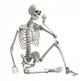   Model anatomije človeškega okostja 90 cm dekoracija okostja