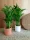 Palma Areka Chrysalidocarpus lutescens DYPSIS ARECA