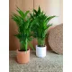 Palma Areka Chrysalidocarpus lutescens DYPSIS ARECA
