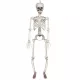  VISEČI DEKORACIJA SKELETON 91 CM HALLOWEEN Skeleton