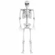 HALLOWEEN KOSTRUM SKELETON BONEBODY 165 cm DEKORACIJA ZA NOČ ČAROVNIC