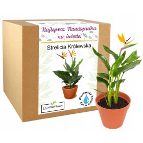   Darilo za učitelje Strelitzia Royale - Najboljši učiteljski set za gojenje