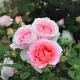 Park vrtnica Wellenspiel iz kolekcije Marchen Rosen, dišeča, bogato cvetoča