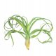  Tillandsia Curly Slim Tentacle kodrasti listi Zračna rastlina