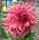 Dahlia Penhill Dark Monarch za vrt