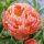 PEONIA Herbaceous Peony Coral Charm Slovenian Edition