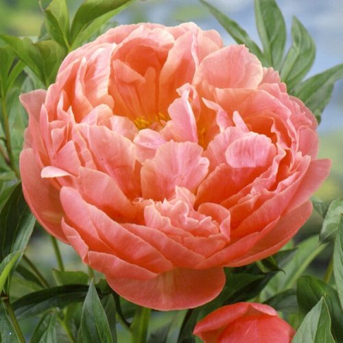 PEONIA Herbaceous Peony Coral Charm Slovenian Edition