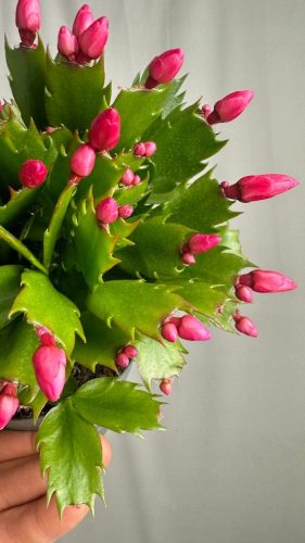 Božični kaktus Schlumbergera Grudnik v vijolični barvi