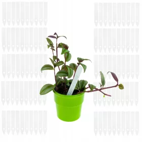    ETIKETE ZA RASTLINE VRTNARSKI ETIKETI ZA OPISOVANJE SADIK 100