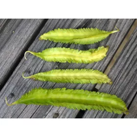    FIŽOL KRILATI FIŽOL ZMAJEV FIŽOL EDINSTVENA ZELENJAVA IZ AZIJE REDKOST