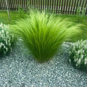  Stipa Stipa 'Pony Tails' 0,5 l konjski rep