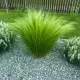  Stipa Stipa 'Pony Tails' 0,5 l konjski rep