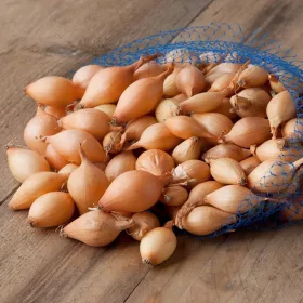    Mlada čebula Wolska Velikost 10-21 0,5 kg stara odporna sorta