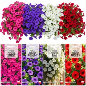    Vlečna petunija – KOMPLET 4 VRST surfinia MEŠANICA BARV – XXL SEMENA