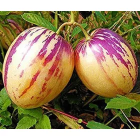  Semena pepina 0,01 g