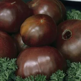    Veliki Sacher čokoladni paradižnik 8 semen MEGA odporna semena VEGANSKA