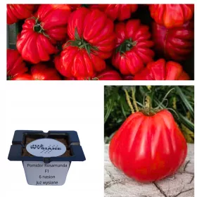    Semena malinovega paradižnika Rosamunda F1 "ŽE POSEJENA"