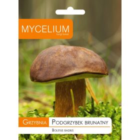  Micelij micelij Rjavi jurček 0,01kg