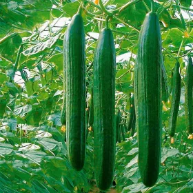  Semena kumare marta 1 g