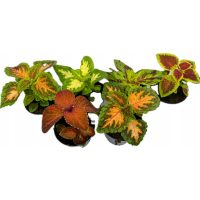 Enoletne in dvoletne rastline