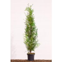 Iglavci in grmičevje